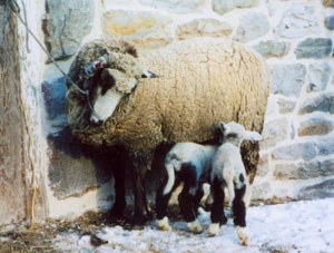 A California Variegated Mutant ewe and two lambs.