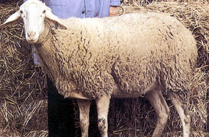 A tall, white Campanian Barbary sheep.
