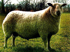 A stout Charollais ram standing in the grass.