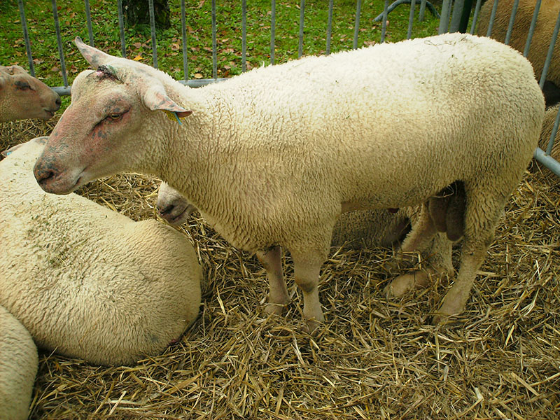 A white Charollais sheep standing in hay.