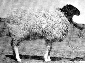 A fluffy white Cholistani sheep with a black face.