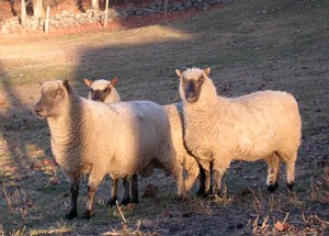 A group of three Clun Forest sheep in a field.
