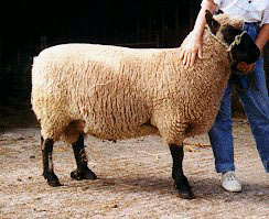 A white Clun Forest sheep with black hair on its legs and face.