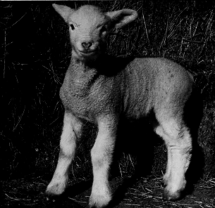 A small white Columbia lamb.