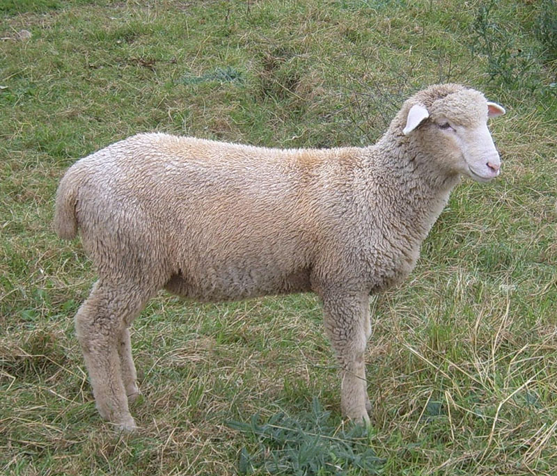 A small white Columbia sheep.