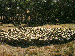 A large herd of Comeback sheep in a field.