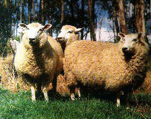 A group of large, fluffy Coopworth sheep.