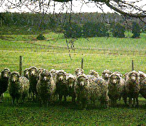 A herd of Cormo sheep with fluffy wool.