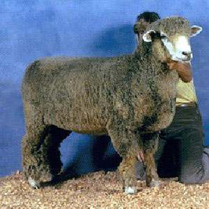 A dakr Corriedale sheep in a show pen.