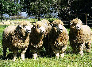 A herd of white, fluffy Corriedale sheep.
