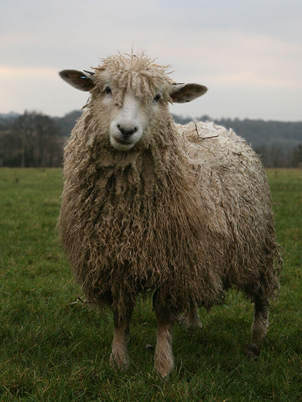 A Cotswold sheep with long shaggy wool.
