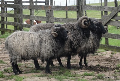 Three dark gray and black Criollo sheep with long curled horns.