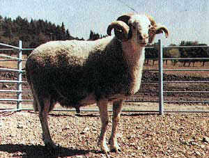 A gray Daglic sheep with curled horns.