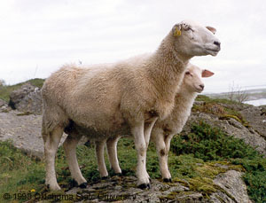 A white Dala sheep and lamb standing on the rocks.