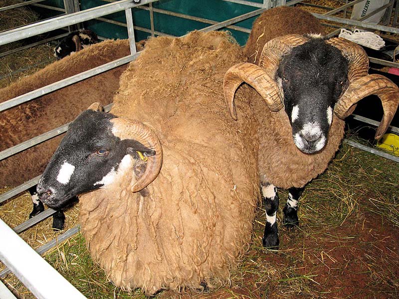 Two brown Dalesbred sheep with black heads and curled horns.