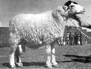 A tall, fluffy Damani sheep.
