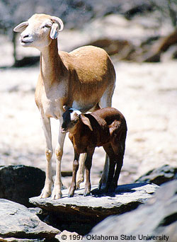 A tall, slender Damara sheep and lamb standing on the rocks.