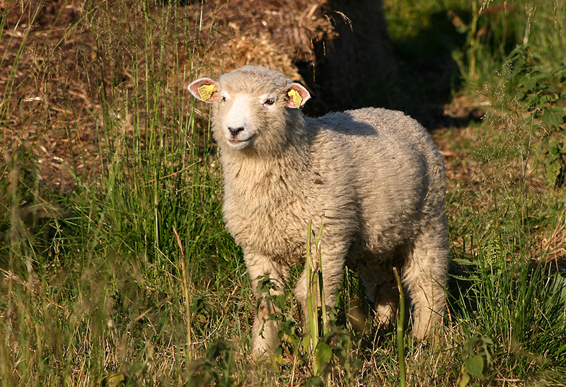 A small white Danish Landrace lamb standing in a field.