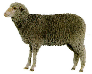 A white Debouillet sheep with short wool.