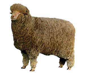 A white fluffy Delaine merino sheep.