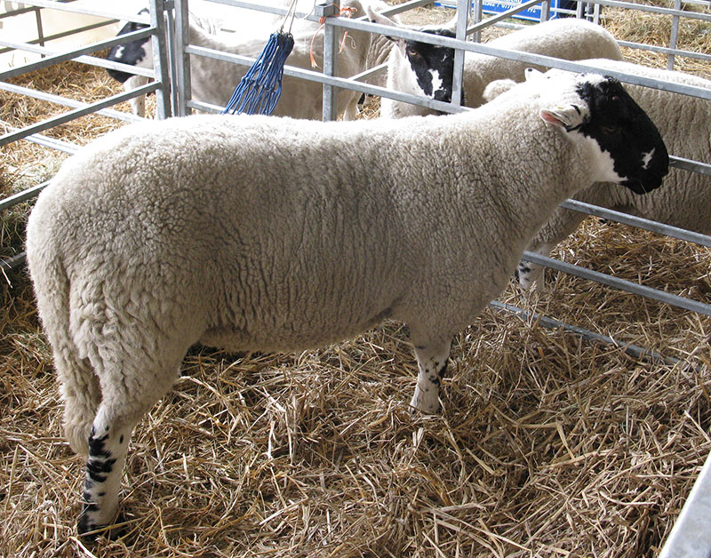 A Derbyshire Gritstone sheep in a pen.