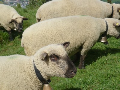A close up of a Deutsches Blaukoepfiges sheep iwht white wool and a black face.