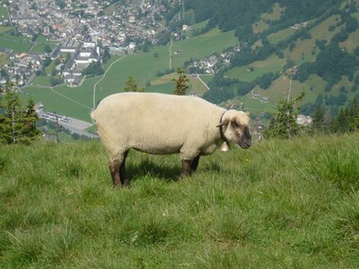 A Deutsches Blaukoepfiges Fleischschaf sheep eating grass on a hillside.