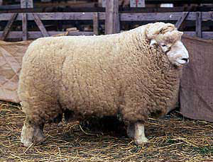 A large, fluffy Devon Closewool sheep.