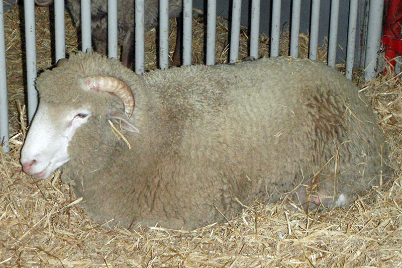 A white Dorset sheep with short horns laying in a pen.