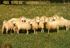 A large herd of Drysdale sheep in a field.