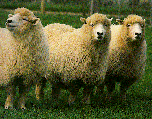 Three white, fluffy Elliotdale sheep in a grass field.