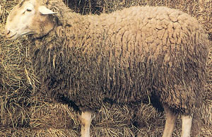 A shaggy Fabrianese sheep.