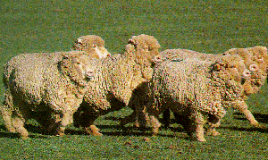 A herd of Fonthill Merino sheep walking across a field.