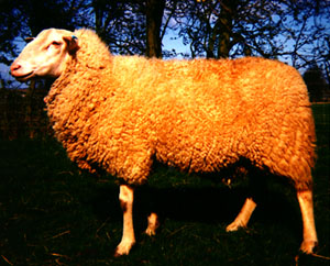 A fluffy Fresian Milk sheep.