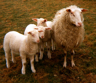 A shaggy Friesian Milk ewe with three small lambs.