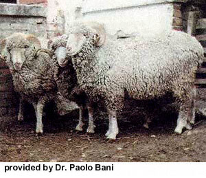 A group of white Gentile Di Puglia sheep.