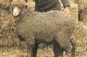 A shaggy Gentile di puglia sheep standing in the hay.