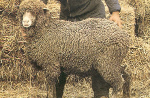 Gentile di Puglia Sheep  Oklahoma State University