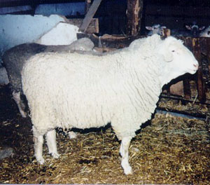 A stout, white German Mutton Merino sheep.