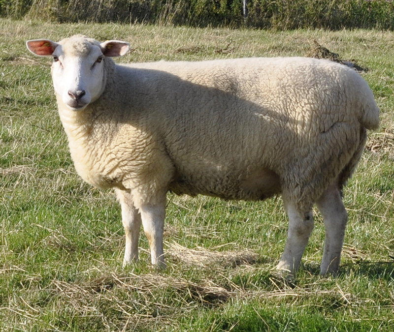 A stout, white German Whiteheaded Mutton sheep.