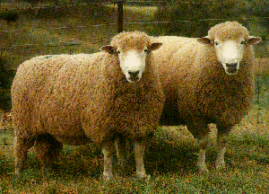 Two white, fluffy Gromark sheep.