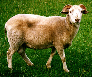 Gulf coast deals native sheep