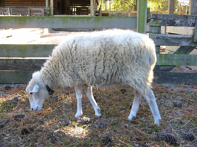 A white Gulf Coast sheep in a pen eating.