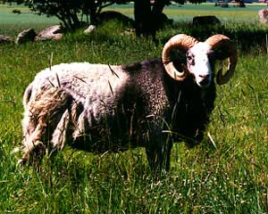 A gray and white Gute ram standing in the grass.