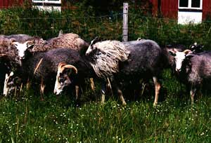 A herd of dark gray Gute sheep eating grass.