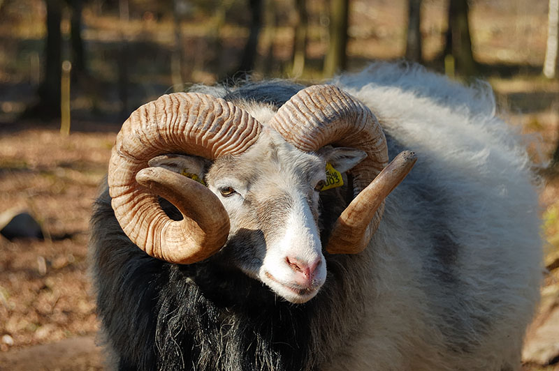 A gray and black Gute sheep with long curled horns.