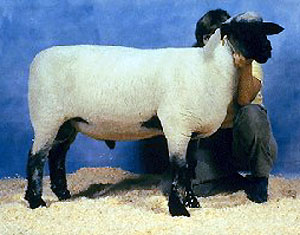 A large white and black Hampshire sheep in a show pen.