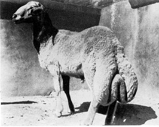 A black and white photo of a large tail Han sheep.
