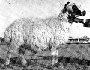 A shaggy Harnai sheep with a black face.