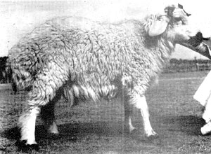 A large, wooly Hasht Nagri sheep.